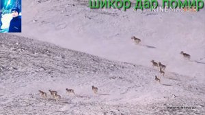 Охота на баран Памир.. шикор дар Помир