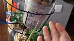 Монофосфат калия, цветоносы прут, орхидеи в восторге!