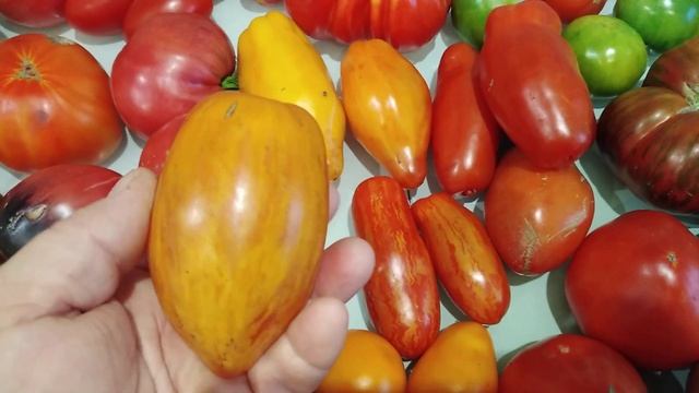 Обманчивый внешний вид томатов.Разбор по сортам.Какие понравились в 2021 году.Обзор. смотреть онлайн