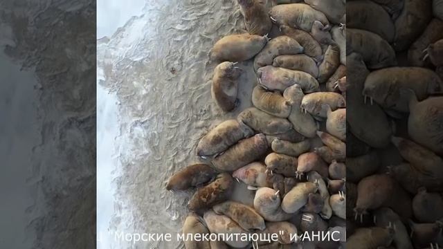 Крупнейшее лежбище моржей на Ямале смотреть онлайн