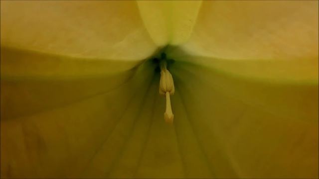 Night bells (Brugmansia suaveolens) - part 2 смотреть онлайн