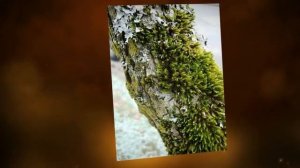 Болезнь коры плодовых деревьев