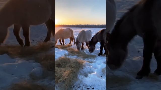 Feeding Horses in Winter / Кормление лошадей зимой