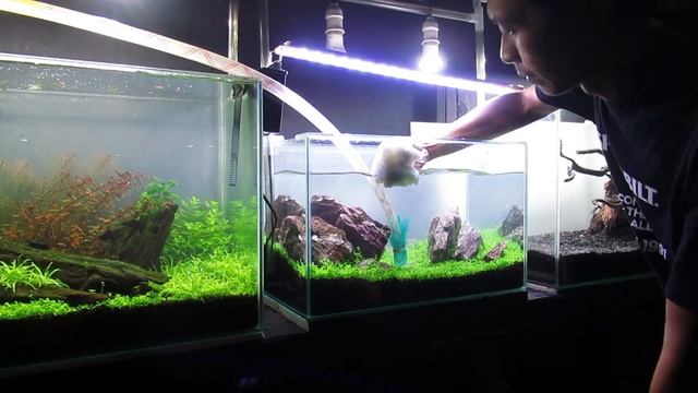 #4 PLANTED AQUARIUM: Planted Aquarium Setup, Monte Carlo Aquarium Plant (Step by Step Tutorial) смотреть онлайн
