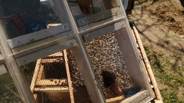 Ставим маточники на дозревание в клетку изолятор. смотреть онлайн