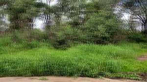 Сплав на байдарках по Десне Жуковка-Брянск .Часть первая Красота.