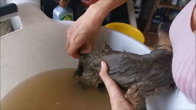 Купание лисички Фокси Фокс смотреть онлайн