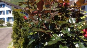 klettern Rose Red Flame. Climbing rose Elfe #rose