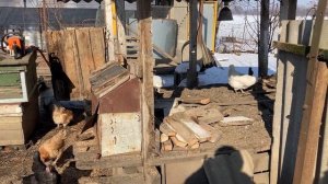 Разборка сарая/Как это было/Крылатые помощники/