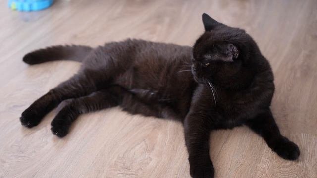 Какие растения в доме безопасны для животных?