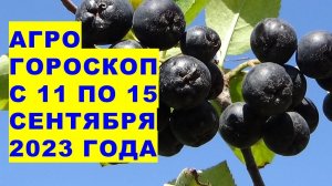 Агрогороскоп с 11 по 15 сентября 2023 года. Agrohoroscope from 11 to 15 September 2023