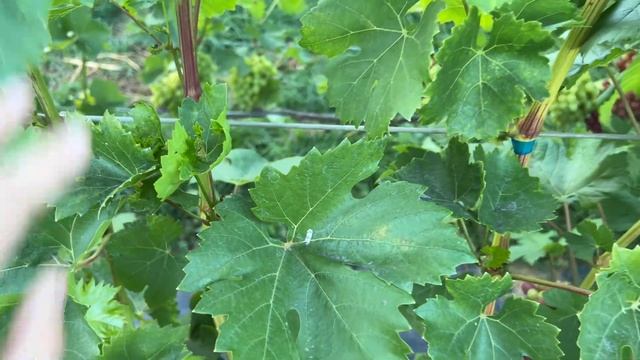 Виноград Сенатор Бурдака в Беларуси (01.09.22) смотреть онлайн