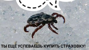 Страхование от клеща, что входит в покрытие и чем отличаются полиса по стоимости. Часть 2
