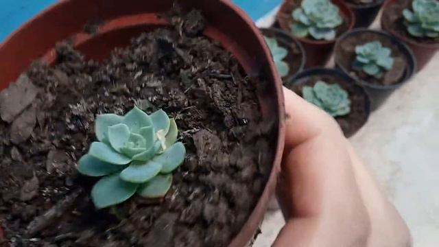 Mais de 30 mudas de suculenta Echeveria imbricata смотреть онлайн
