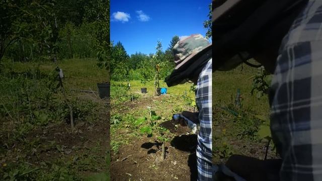 Восстановление яблони после подмерзания смотреть онлайн