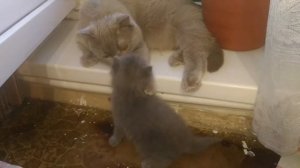 Ксюша с котятами жесть кошка не пускает котенка кошка и котята