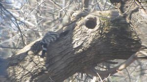 Удоды поиск гнезда