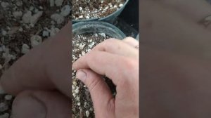 не повторяйте наши ошибки! зимовка черенков метельчатой гортензии