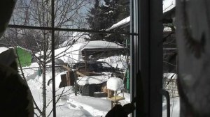 Воробьи клюют пшено в кормушке