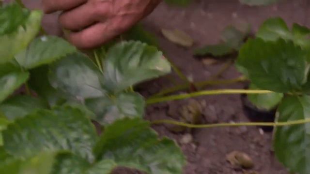 Pruning Raspberries And Planting Out The Strawberry Runners
