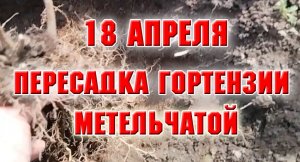 18 апреля. Пересадка метельчатой гортензии, веточки ивы Хакуро Нишики поставила на проращивание