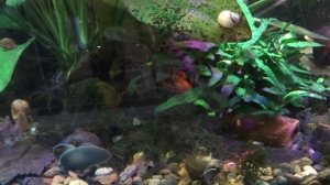 Мексиканский карликовый рак Cambarellus patzcuarensis