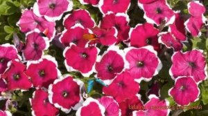 Петуния мультифлора Кэнди Лэйсед Роуз 🌿 обзор: как сажать, семена петунии Кэнди Лэйсед Роуз