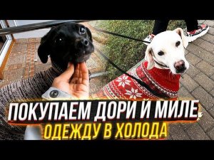 Дори страдает от нехватки ласки и мерзнет от холода. Феликс и Снежок задыхаютсяПокупаем одежду.