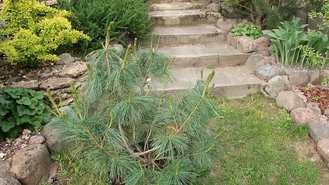 Кедровый стланик видовой -в продаже 2022 смотреть онлайн