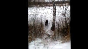 Восточно сибирские лайки 3