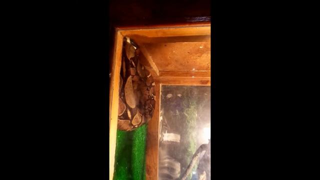 Контактный зоопарк для детей. A petting zoo for children. смотреть онлайн