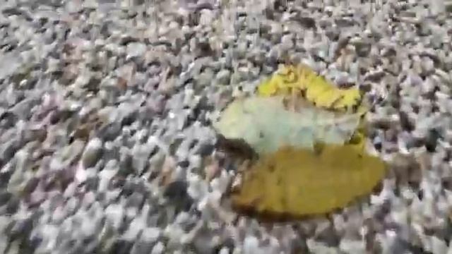 Каменный Ковёр! смотреть онлайн