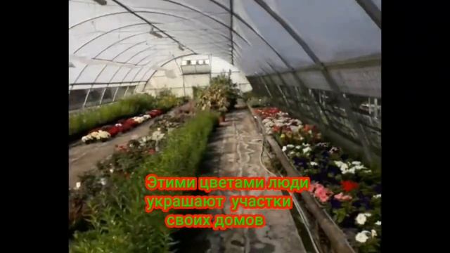 Садовые-цветы смотреть онлайн