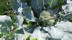 Моя супер брокколи. Июль 2022. Самый ранний лучший сорт. Кладезь витаминов и очень вкусная!