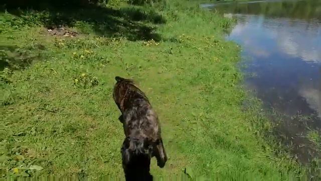 Kennel cane corso ELITE LEGION. Питомник кане корсо ELITE LEGION