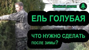 Уход за голубой елью после зимы-придавливаем саженцы 4 х летки посаженые осенью.