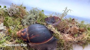 Archachatina Marginata |  Сухопутные улитки Маргоши