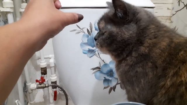 Наклеила цветок на бачок унитаза! И вот что вышло смотреть онлайн