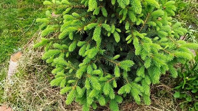 Сделайте это, чтобы голубая ель была пышной. ??х
