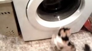 Стиральная машинка мощностью в одну кошачью силу ))))