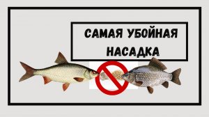 Убойная насадка, карась и плотва без ума. Как приготовить манку для рыбалки