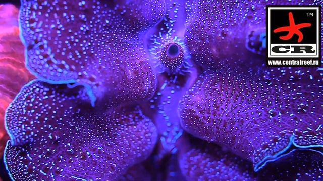Тридакна кроцея, Crocea Clam