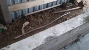 Стойло для Быков Коров,откорм КРС быков