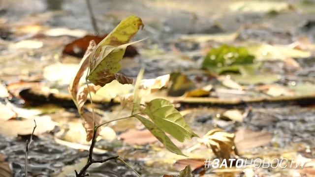 Река "Сатис" перед очисткой смотреть онлайн