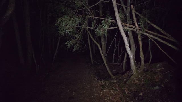 2K・Прогулка по ночному лесу Аокигахара (без пранков) смотреть онлайн