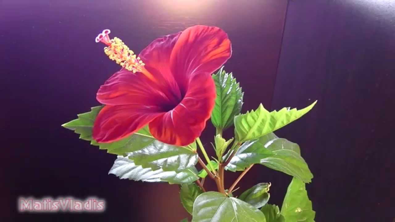 Panasonic HX-WA30 Цветение Гибискуса Китайской розы 2