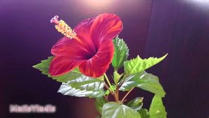 Panasonic HX-WA30 (Цветение Гибискуса "Китайской розы" 2)