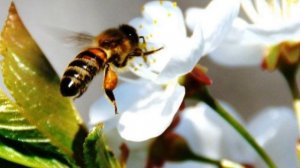 Осенняя искореняющая обработка сада ИНСТРУКЦИЯ