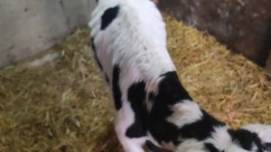 Темпания рубца у КРС.