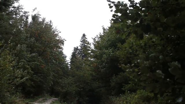 Wind Blowing Through Forest with Light Rain 1 Hour / Wind Sound Relaxation смотреть онлайн